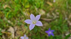 Wahlenbergia luteola