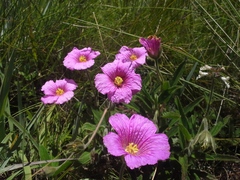Monsonia burkeana