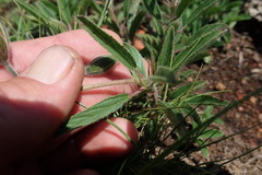 Monsonia burkeana