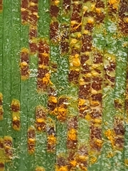 Uromyces kentaniensis