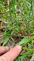 Wahlenbergia luteola