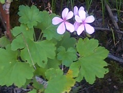 Pelargonium acraeum