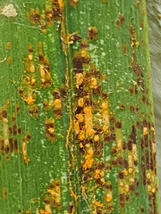 Uromyces kentaniensis