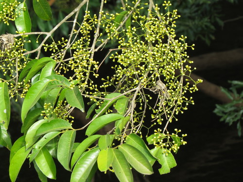 Syzygium tierneyanum · iNaturalist Mexico