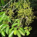 Syzygium tierneyanum - Photo (c) paluma,  זכויות יוצרים חלקיות (CC BY-NC), הועלה על ידי paluma