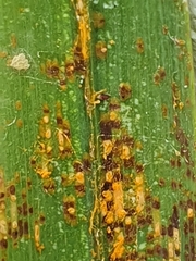 Uromyces kentaniensis