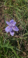 Moraea australis