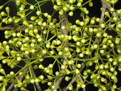 Syzygium tierneyanum