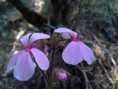 Pelargonium acraeum