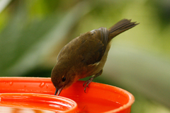 Diglossa albilatera