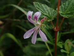 Pelargonium dispar