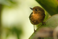 Diglossa albilatera