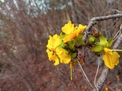 Ochnaceae