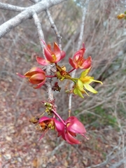 Ochnaceae