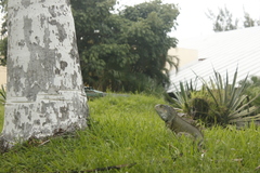 Iguana iguana