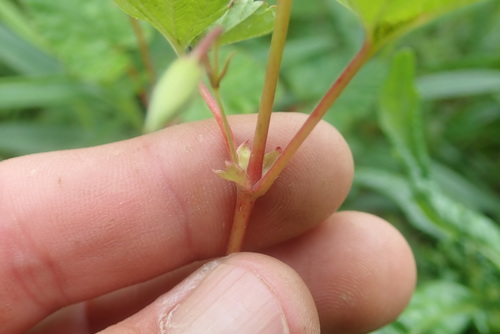 Image of Pelargonium dispar by no rights reserved