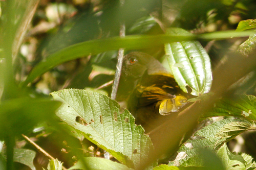 Chlorospingus semifuscus