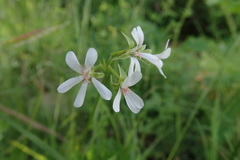 Pelargonium dispar