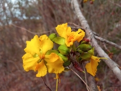 Ochnaceae