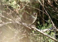 Crithagra leucoptera