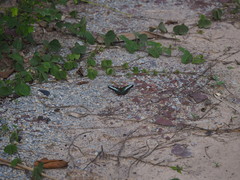 Parthenos sylvia gambrisius