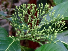 Tarenna dallachiana