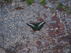 Parthenos sylvia gambrisius