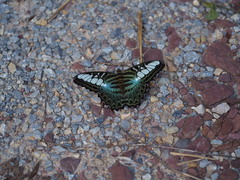 Parthenos sylvia gambrisius