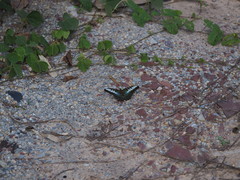 Parthenos sylvia gambrisius