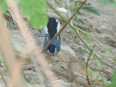 Polioptila plumbea