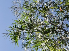 Eucalyptus parvula