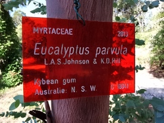 Eucalyptus parvula