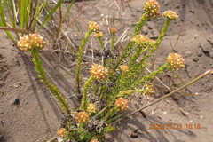 Crassula subulata fastigiata