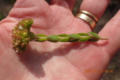 Crassula subulata fastigiata