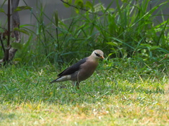 Acridotheres leucocephalus