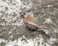 Leucosticte tephrocotis littoralis