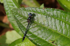 Macrothemis hemichlora