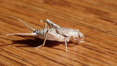 Cycloptilum slossoni