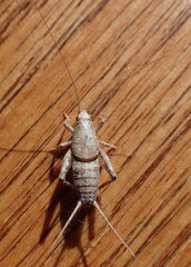 Cycloptilum slossoni