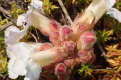 Harveya purpurea