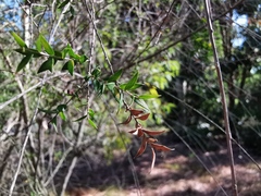 Melaleuca cardiophylla