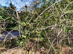 Melaleuca cardiophylla