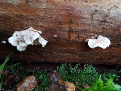 Osteina undosa