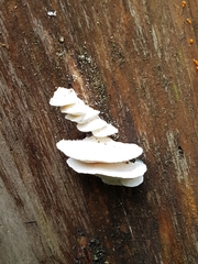 Amaropostia stiptica