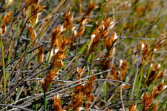 Elegia esterhuyseniae