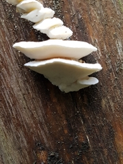 Amaropostia stiptica