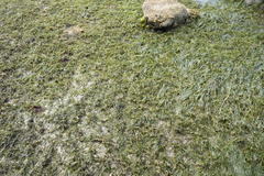 Zostera muelleri