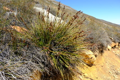 Tetraria triangularis