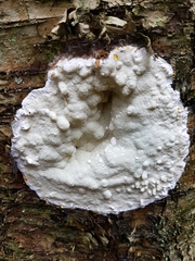 Gloeoporus pannocinctus