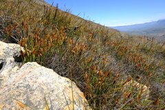 Elegia esterhuyseniae